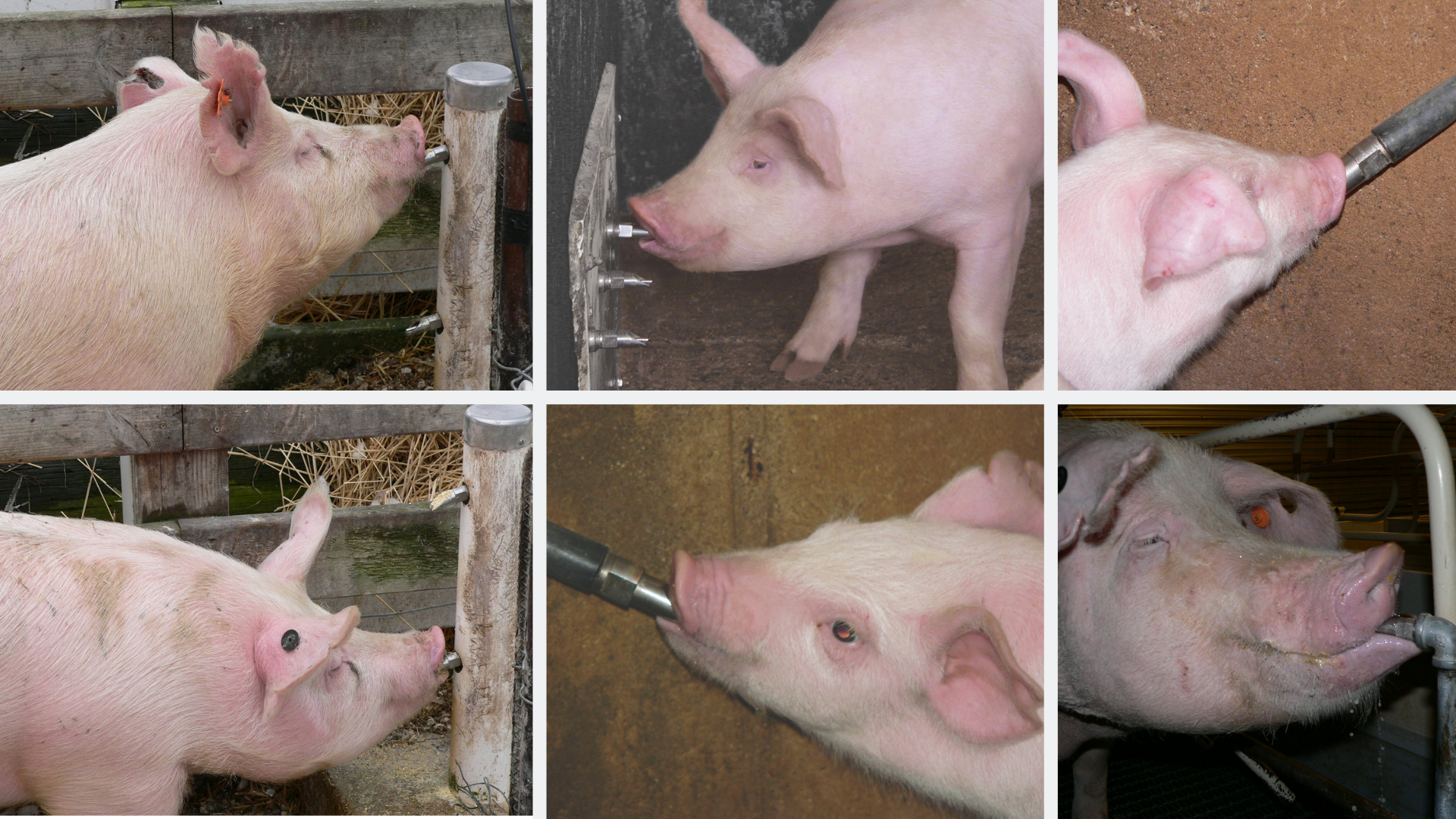 12 RITE FARM PRODUCT 1/2NPT STAINLESS STEEL PIG NIPPLE WATERER DRINKER HOG SWINE 